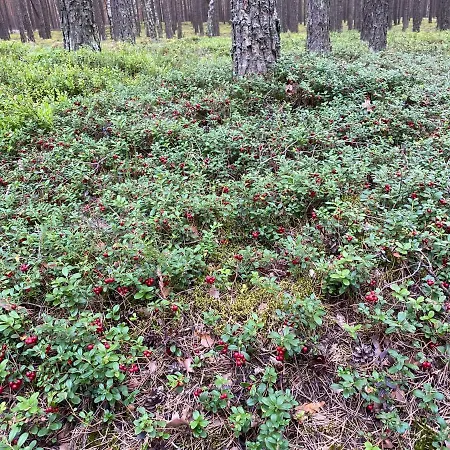 Dom Z Basenem I Widokiem Na 別荘 Radun