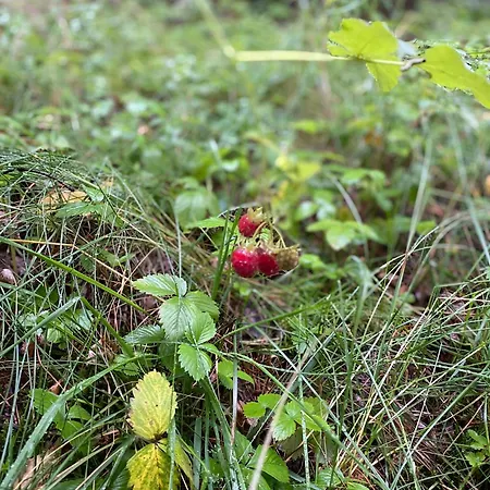 別荘 Dom Z Basenem I Widokiem Na Radun