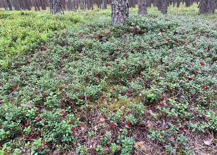 Dom Z Basenem I Widokiem Na Prázdninový dům Radun