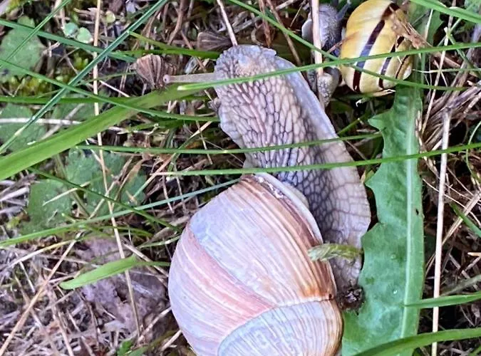 Dom wakacyjny Dom Z Basenem I Widokiem Na łąkę Radun
