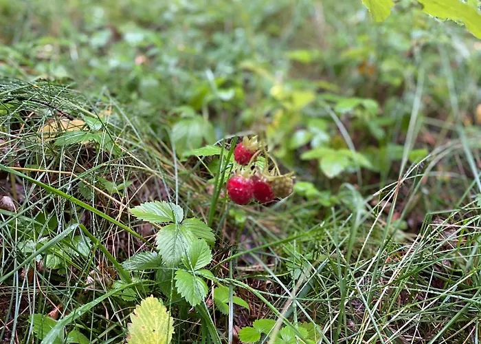 Prázdninový dům Dom Z Basenem I Widokiem Na Radun